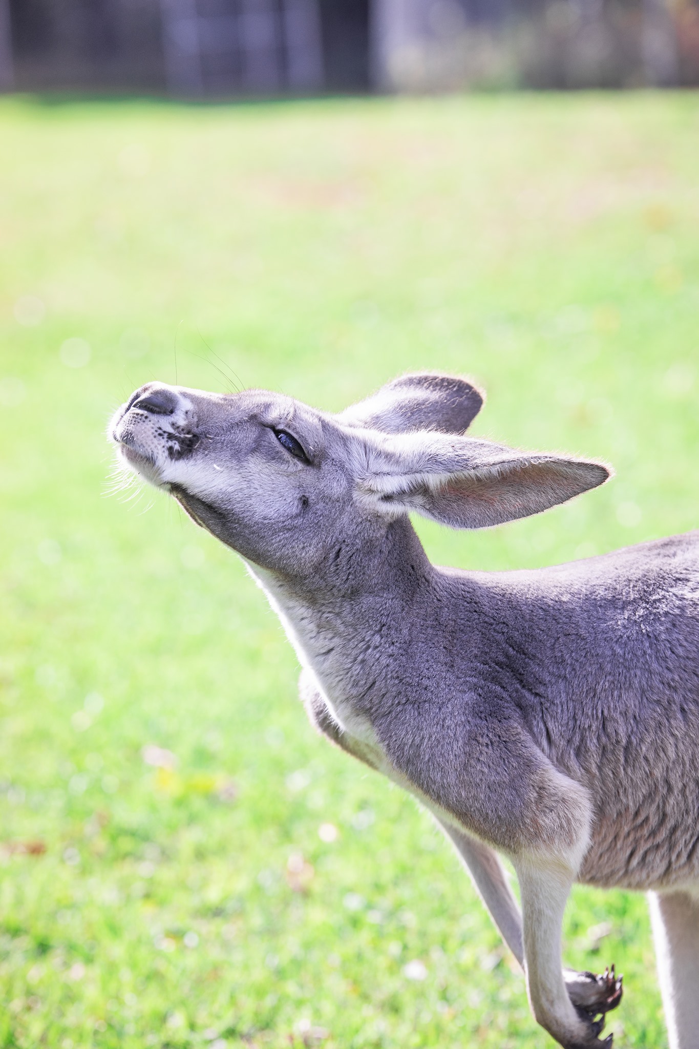 Yoga with the Roos