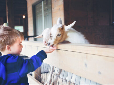 A boy and goat at Pine Grove Zoo