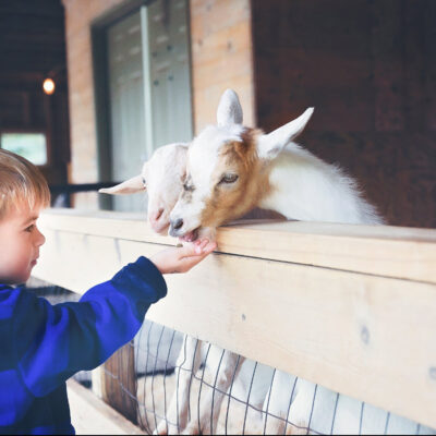 A boy and goat at Pine Grove Zoo