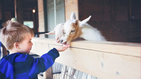 A boy and goat at Pine Grove Zoo