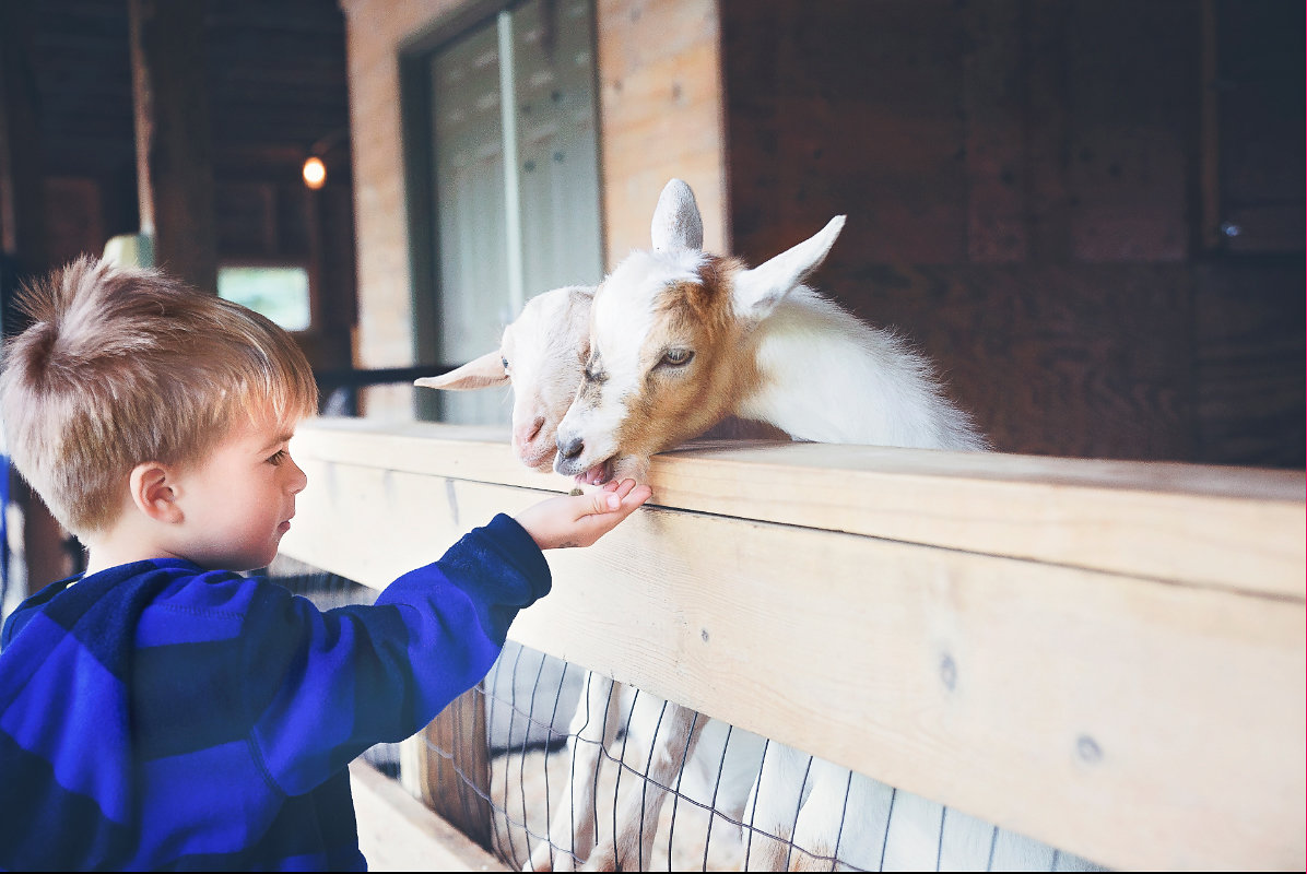 A boy and goat at Pine Grove Zoo