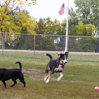 Dogs at dog park