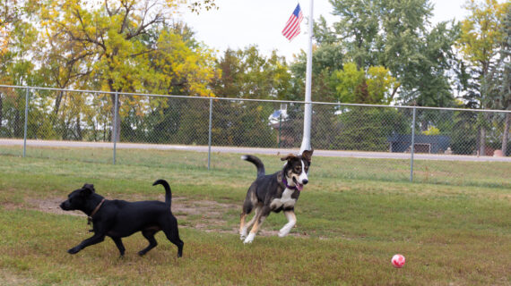 Dogs at dog park