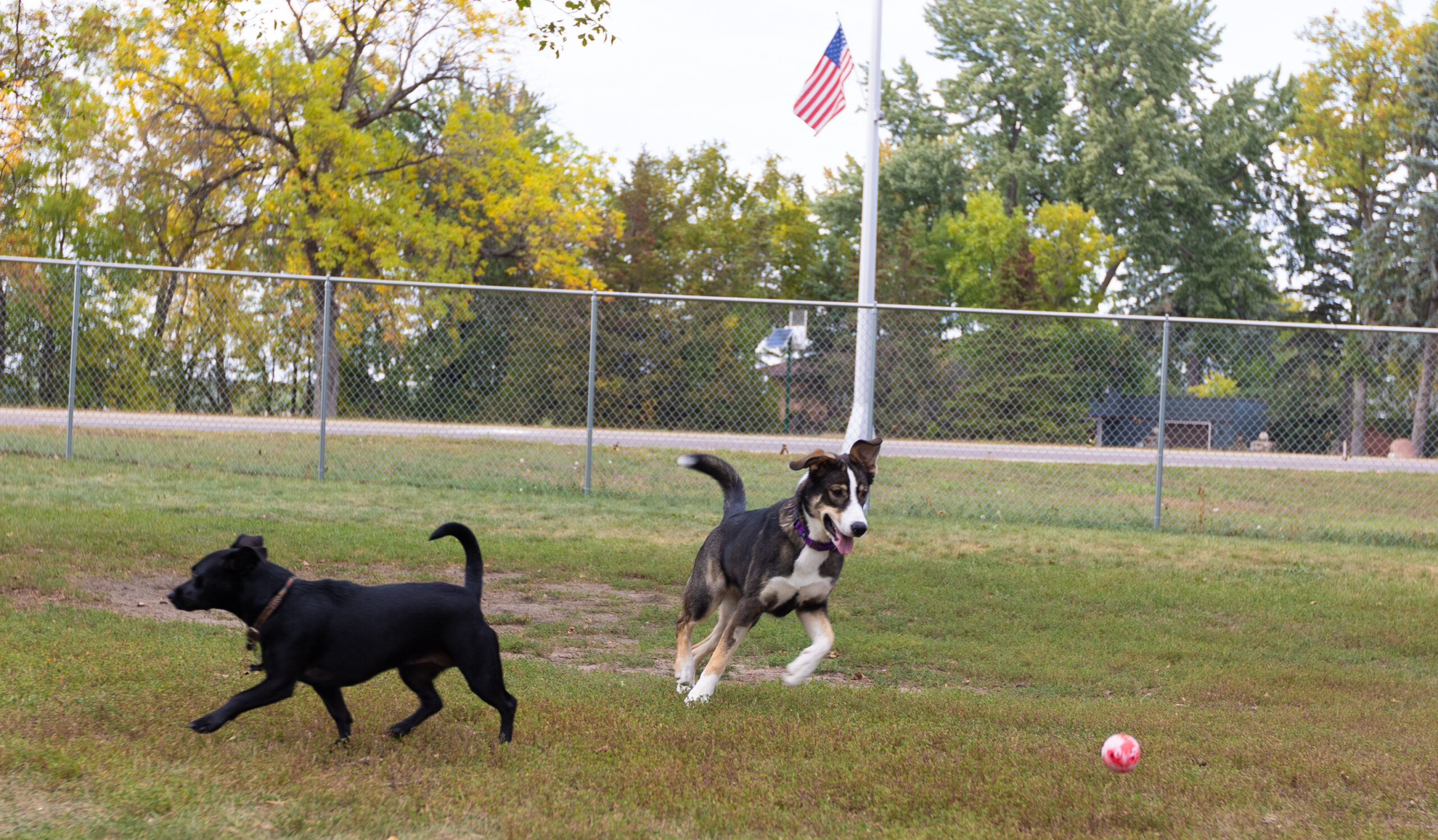 Dogs at dog park