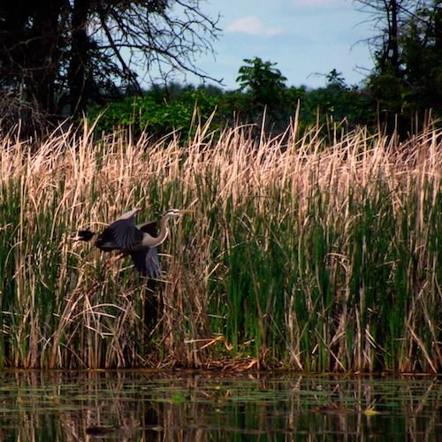 Lake Alexander Preserve