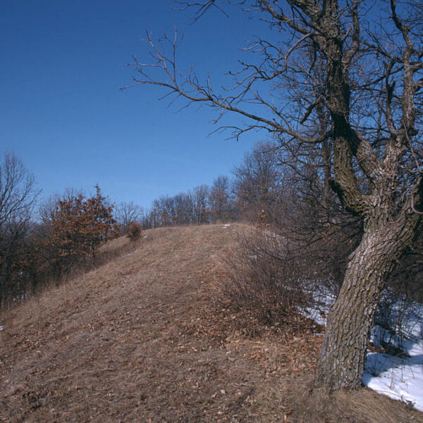 The Ripley Esker