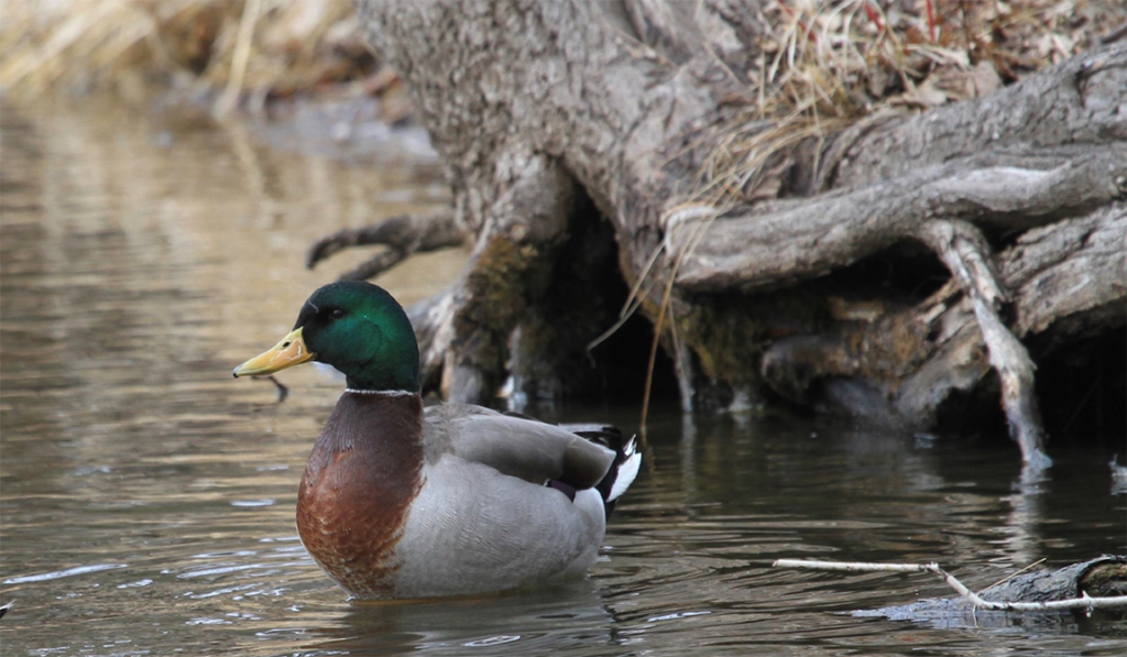 ducks