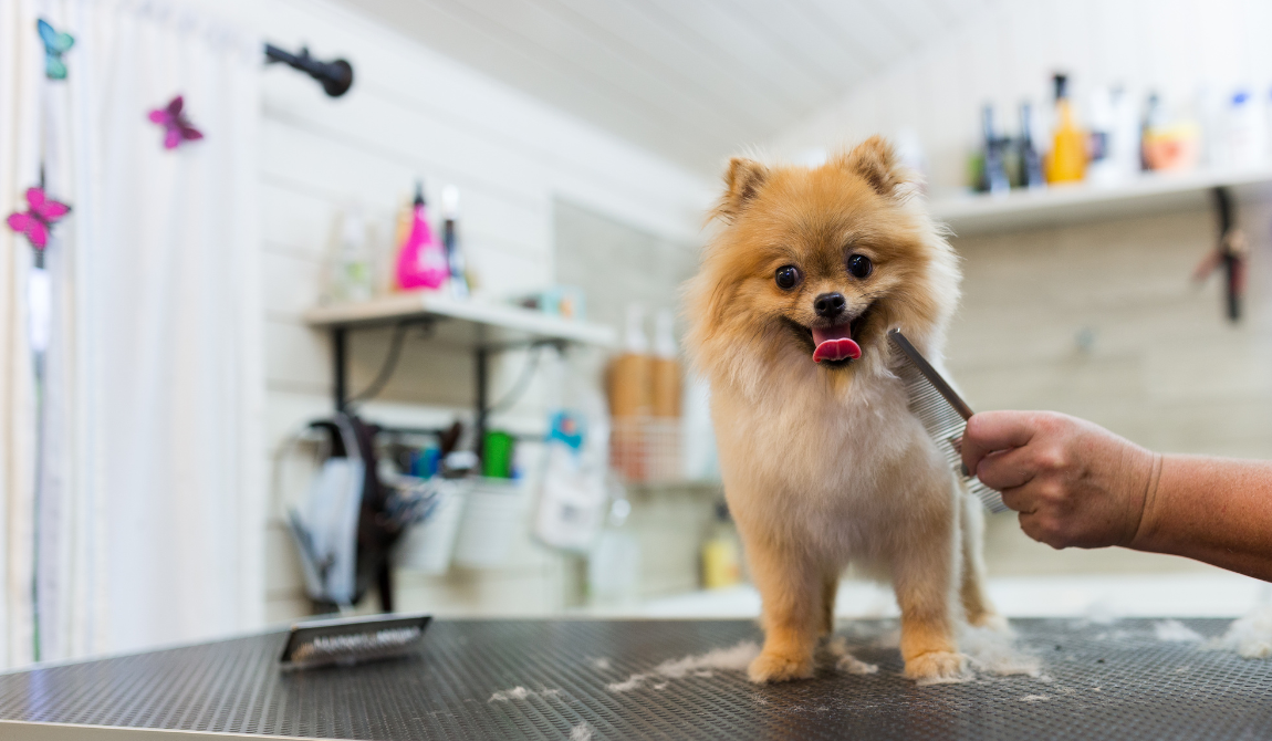 Dog Grooming