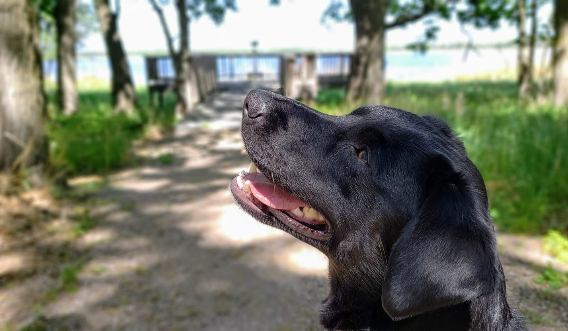 Dog at Crane Meadows National Wildlife Refuge
