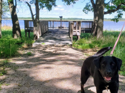 Dog at Crane Meadows National Wildlife Refuge