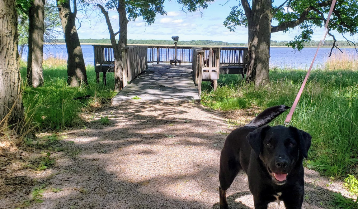 Dog at Crane Meadows National Wildlife Refuge