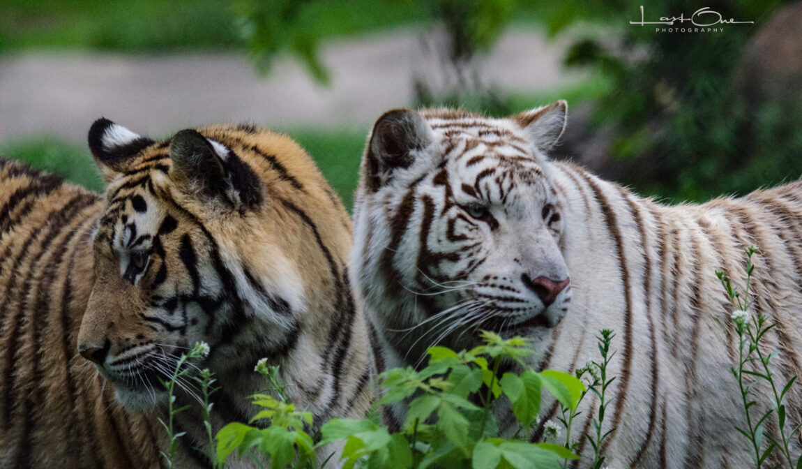 Yoga with the Big Cats