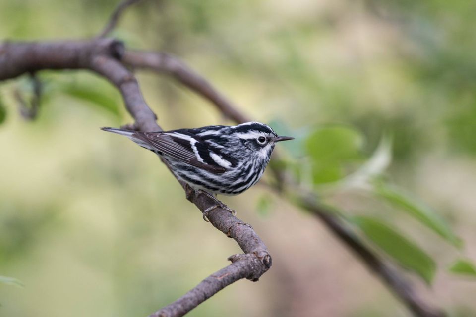 Spring Bird Walk