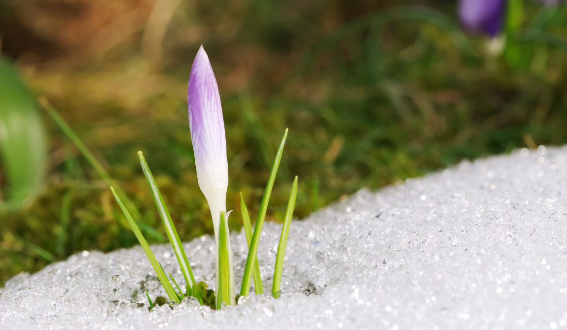 Spring in Little Falls, MN