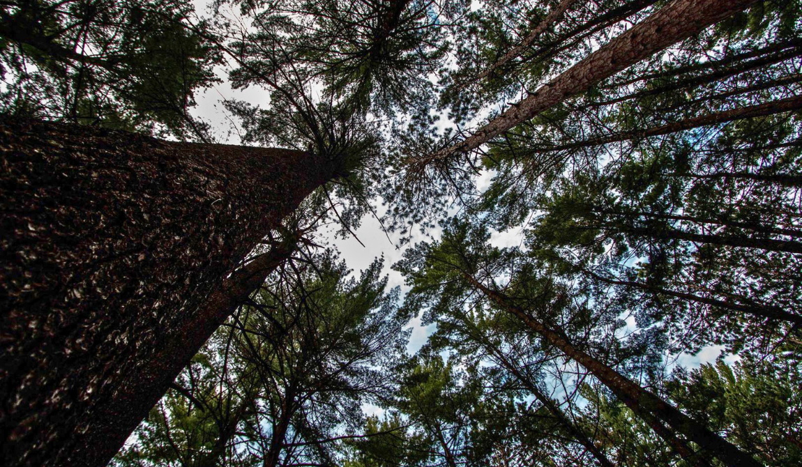 Charles A. Lindbergh State Park
